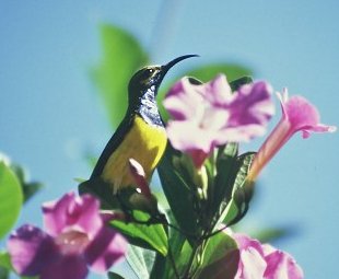 A sunbird